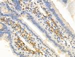 KCTD5 Antibody in Immunohistochemistry (Paraffin) (IHC (P))