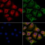 GSE1 Polyclonal Antibody