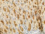 GSE1 Antibody in Immunohistochemistry (Paraffin) (IHC (P))