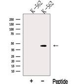 RFLAT-1 Antibody in Western Blot (WB)
