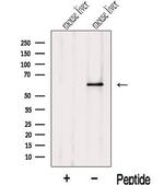 ZNF426 Antibody in Western Blot (WB)