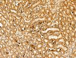 LCA5 Antibody in Immunohistochemistry (Paraffin) (IHC (P))