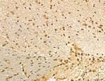 LENG8 Antibody in Immunohistochemistry (Paraffin) (IHC (P))