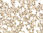 LENG8 Antibody in Immunohistochemistry (Paraffin) (IHC (P))
