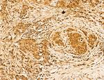 LENG8 Antibody in Immunohistochemistry (Paraffin) (IHC (P))