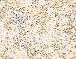 LENG8 Antibody in Immunohistochemistry (Paraffin) (IHC (P))