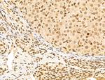 LENG8 Antibody in Immunohistochemistry (Paraffin) (IHC (P))
