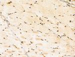 LENG8 Antibody in Immunohistochemistry (Paraffin) (IHC (P))