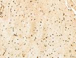 LENG8 Antibody in Immunohistochemistry (Paraffin) (IHC (P))