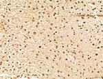 LENG8 Antibody in Immunohistochemistry (Paraffin) (IHC (P))