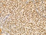 LENG8 Antibody in Immunohistochemistry (Paraffin) (IHC (P))