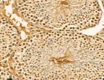 LENG8 Antibody in Immunohistochemistry (Paraffin) (IHC (P))