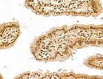 LENG8 Antibody in Immunohistochemistry (Paraffin) (IHC (P))