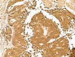 LENG8 Antibody in Immunohistochemistry (Paraffin) (IHC (P))