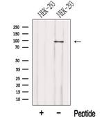 LENG8 Antibody in Western Blot (WB)