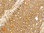 LETM2 Antibody in Immunohistochemistry (Paraffin) (IHC (P))