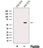 MIER3 Polyclonal Antibody