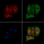 MLK2 Polyclonal Antibody