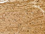 MOBP Antibody in Immunohistochemistry (Paraffin) (IHC (P))