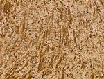MOBP Polyclonal Antibody