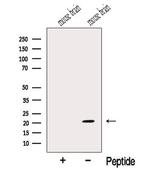 MOBP Antibody in Western Blot (WB)