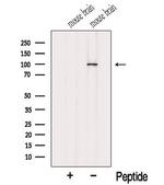 MYO1D Polyclonal Antibody