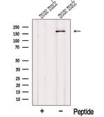 MYOM1 Antibody in Western Blot (WB)