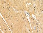 NECAP1 Antibody in Immunohistochemistry (Paraffin) (IHC (P))