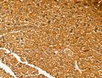 NECAP1 Antibody in Immunohistochemistry (Paraffin) (IHC (P))