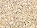 NECAP1 Antibody in Immunohistochemistry (Paraffin) (IHC (P))