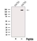 NISCH Polyclonal Antibody