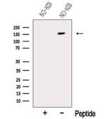NALP1 Antibody in Western Blot (WB)