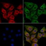 NOMO2 Polyclonal Antibody