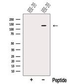 NOMO2 Antibody in Western Blot (WB)