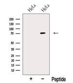 NR1D2 Polyclonal Antibody