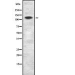 MCF2L Polyclonal Antibody