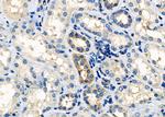 GNG10 Polyclonal Antibody