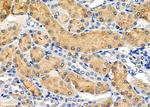 GNG10 Antibody in Immunohistochemistry (Paraffin) (IHC (P))