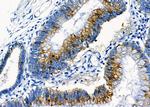 GNG11 Antibody in Immunohistochemistry (Paraffin) (IHC (P))
