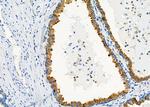 GNG11 Antibody in Immunohistochemistry (Paraffin) (IHC (P))