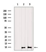 GNG11 Antibody in Western Blot (WB)