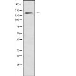 MYO1F Polyclonal Antibody