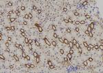 NBPF4 Antibody in Immunohistochemistry (Paraffin) (IHC (P))