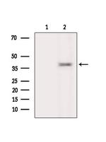 NeuroD6 Antibody in Western Blot (WB)