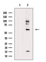 NOC4L Antibody in Western Blot (WB)
