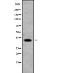 RFPL1 Antibody in Western Blot (WB)