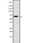 ELL2 Polyclonal Antibody
