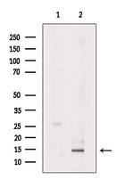 Eotaxin 2 Polyclonal Antibody