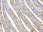GPSN2 Polyclonal Antibody