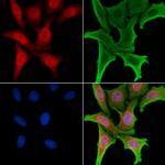 VGLL2 Polyclonal Antibody